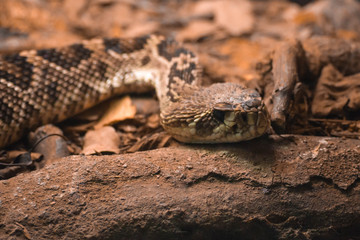 Rattlesnake, Crotalus adamanteus