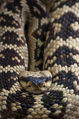 Rattlesnake, Crotalus molossus