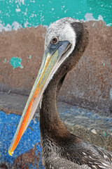 Brown Pelican Paracas National Reserve, Peru.