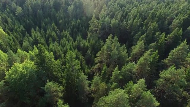 Aerial drone shot over the north european forest.