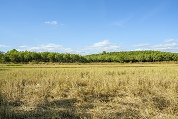 Fototapeta premium Beautiful blue sky background of dry rice paddy field after havest and rubber plantation in the afternoon sunlight at thailand countryside