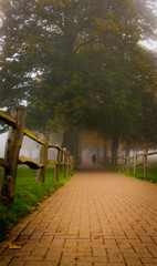 Fototapeta na wymiar Footpath and tree in fog