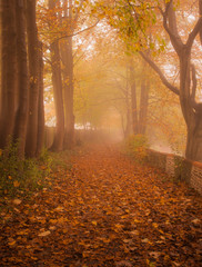Orange leaves, forest in fog