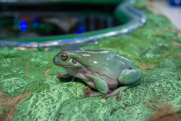 Litoria caerulea 