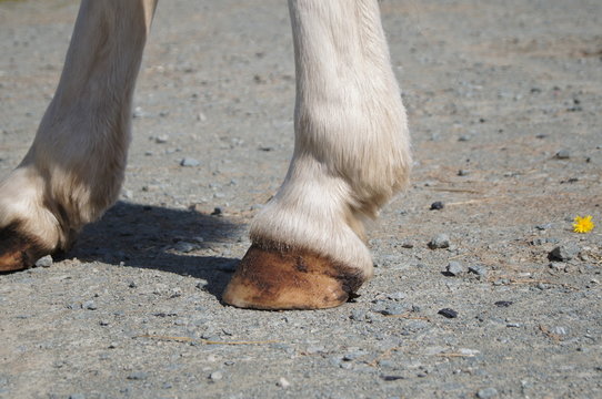 horse's leg and hoof