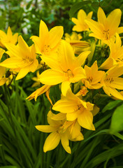 yellow lily