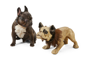 Fototapeta premium Young French bull dog with old model of his breed