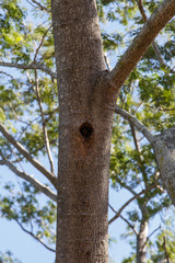 Nest on a tree