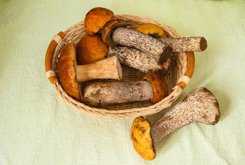 Wild mushrooms are boletus in the basket