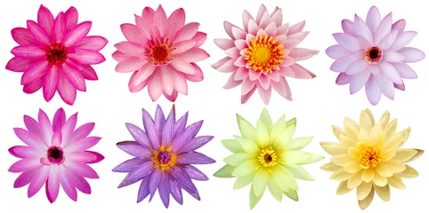 Door stickers Lotusflower Beautiful lotus flowers top view isolated