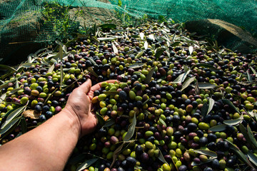 Olive, un frutto eccezionale.