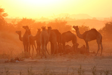 Fototapeta na wymiar Inde / Pushkar Camel Fair (Foire aux chameaux)