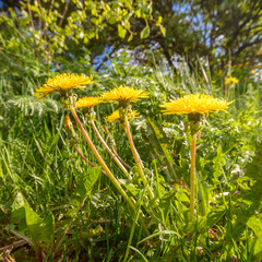 Fototapeta premium meadow