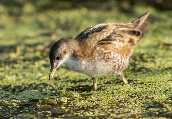 Little Crake