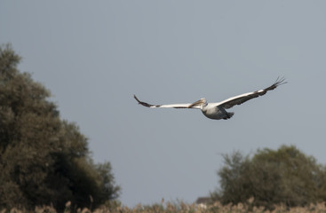 Dalmation Pelican (Pelicanus crispus)