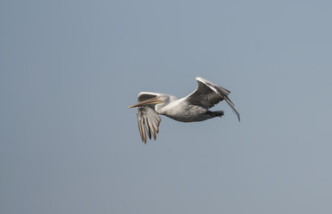 Dalmation Pelican (Pelicanus crispus)