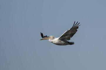 Dalmation Pelican (Pelicanus crispus)