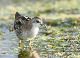 Little Crake