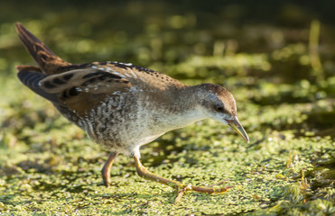 Little Crake