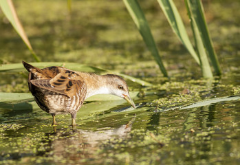 Little Crake