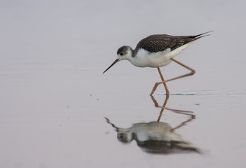 Black-winged Stilt