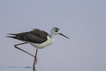Black-winged Stilt
