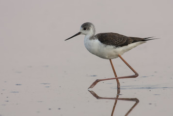 Black-winged Stilt