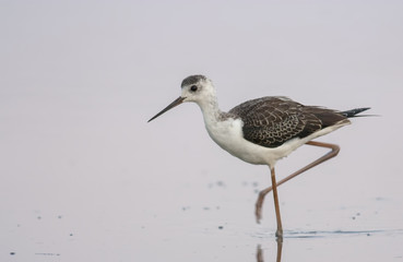 Black-winged Stilt