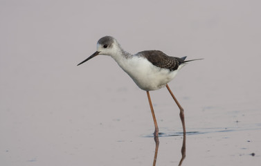 Black-winged Stilt