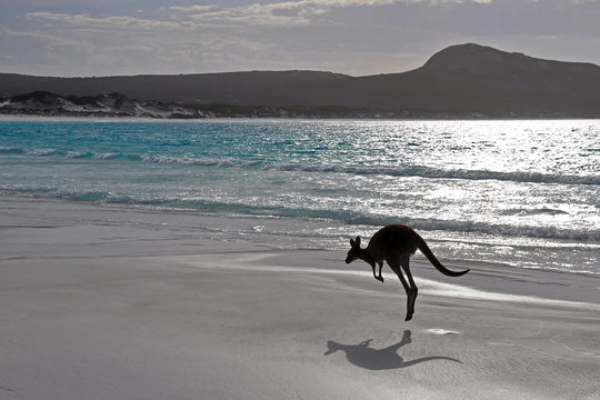 Kangourou Cape Legrand national park 3