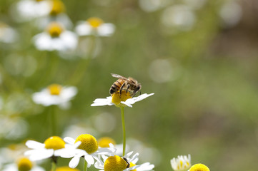 Ape su camomilla