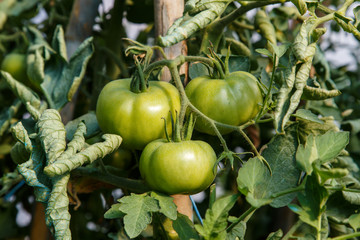 tomatoes in plant