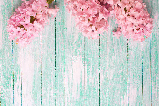 Fresh pink flowers hyacinths  on turquiose painted wooden planks