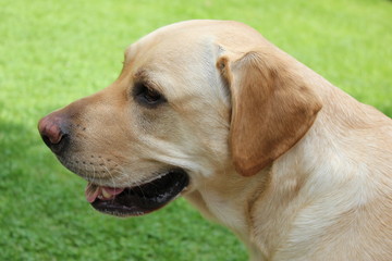 labrador hund portrait 