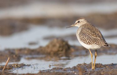 Wood sandpiper