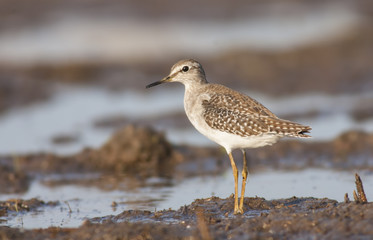 Wood sandpiper