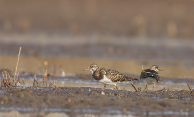 Ruddy Turnstone (Arenaria interpres)
