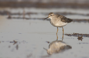 Wood sandpiper