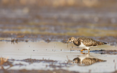 Ruddy Turnstone (Arenaria interpres)