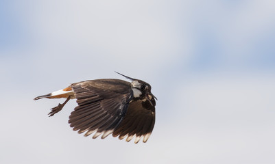 Northern Lapwing