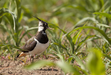 Northern Lapwing