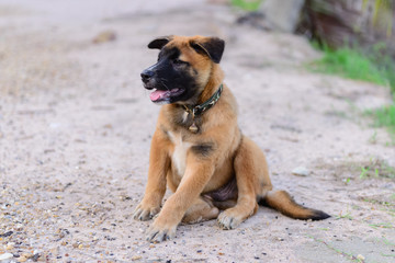 Obraz premium Dog portrait