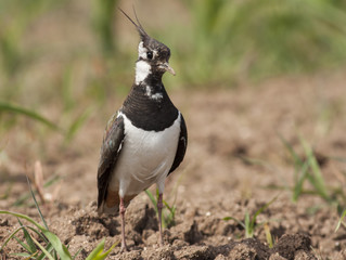 Northern Lapwing