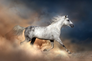 Obraz na płótnie Canvas Orlov horse run in dust