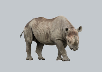 Rhinocéros africain sur fond gris.