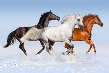 Fototapeta na wymiar Red black and white horse run gallop at snow field