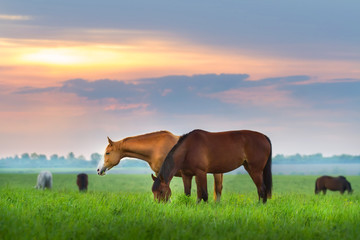 Horse herd on pasture at sunrize - obrazy, fototapety, plakaty