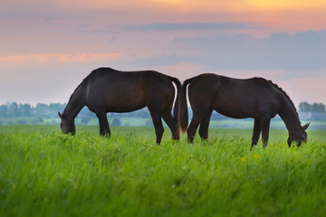 Fototapeta na wymiar Horse herd on pasture at sunrize