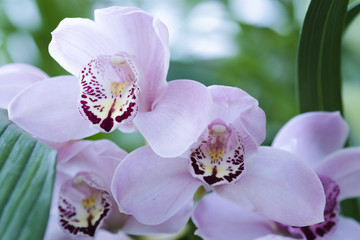close up pink orchid