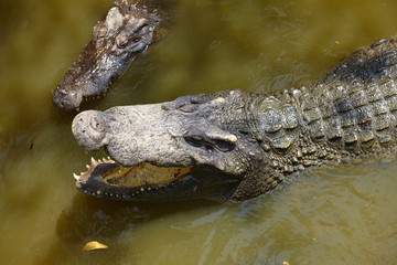 Crocodile